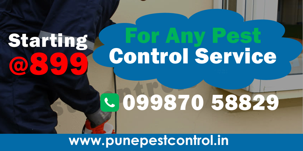 Pest Control Services